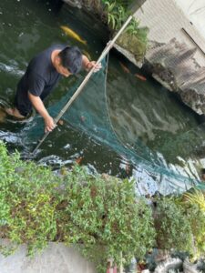 SiamKoiHouse.co.th รับสร้างบ่อปลาคาร์ฟ 18 1726457868261