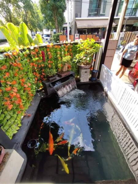 SiamKoiHouse.co.th สร้างสรรค์ บ่อปลาคาร์ฟและสวนสวยในฝัน ด้วยทีมงานมืออาชีพ (1)