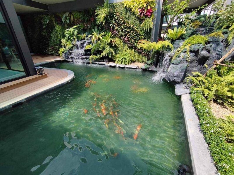 SiamKoiHouse.co.th สร้างสรรค์ บ่อปลาคาร์ฟและสวนสวยในฝัน ด้วยทีมงานมืออาชีพ (125)