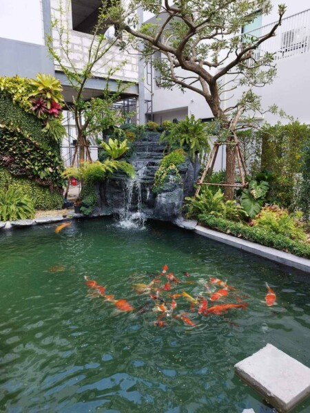 SiamKoiHouse.co.th สร้างสรรค์ บ่อปลาคาร์ฟและสวนสวยในฝัน ด้วยทีมงานมืออาชีพ (130)