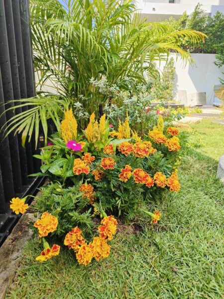 SiamKoiHouse.co.th สร้างสรรค์ บ่อปลาคาร์ฟและสวนสวยในฝัน ด้วยทีมงานมืออาชีพ (136)
