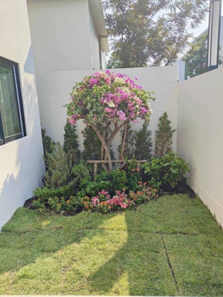 SiamKoiHouse.co.th สร้างสรรค์ บ่อปลาคาร์ฟและสวนสวยในฝัน ด้วยทีมงานมืออาชีพ (137)