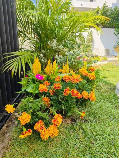 SiamKoiHouse.co.th สร้างสรรค์ บ่อปลาคาร์ฟและสวนสวยในฝัน ด้วยทีมงานมืออาชีพ (185)