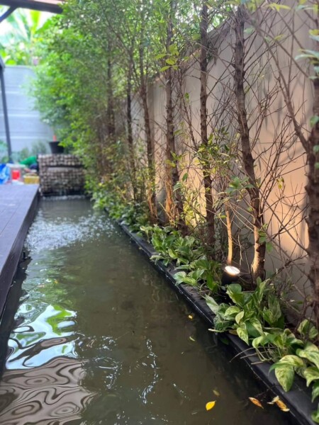 SiamKoiHouse.co.th สร้างสรรค์ บ่อปลาคาร์ฟและสวนสวยในฝัน ด้วยทีมงานมืออาชีพ (189)