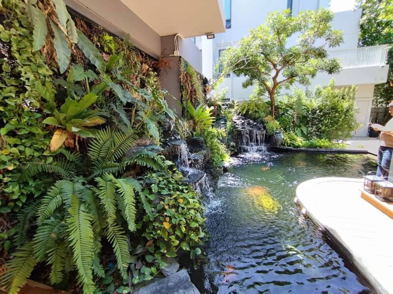 SiamKoiHouse.co.th สร้างสรรค์ บ่อปลาคาร์ฟและสวนสวยในฝัน ด้วยทีมงานมืออาชีพ (206)