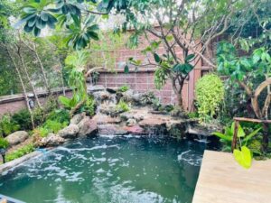 SiamKoiHouse.co .th สร้างสรรค์ บ่อปลาคาร์ฟและสวนสวยในฝัน ด้วยทีมงานมืออาชีพ 212