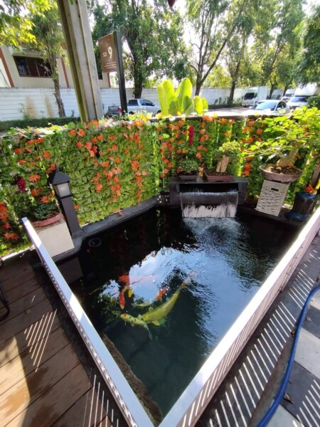 SiamKoiHouse.co.th สร้างสรรค์ บ่อปลาคาร์ฟและสวนสวยในฝัน ด้วยทีมงานมืออาชีพ (229) SiamKoiHouse.co.th สร้างสรรค์ บ่อปลาคาร์ฟและสวนสวยในฝัน ด้วยทีมงานมืออาชีพ (229)