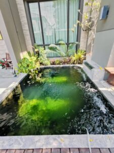 SiamKoiHouse.co .th สร้างสรรค์ บ่อปลาคาร์ฟและสวนสวยในฝัน ด้วยทีมงานมืออาชีพ 34