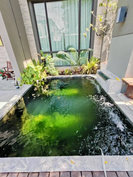 SiamKoiHouse.co.th สร้างสรรค์ บ่อปลาคาร์ฟและสวนสวยในฝัน ด้วยทีมงานมืออาชีพ (34)