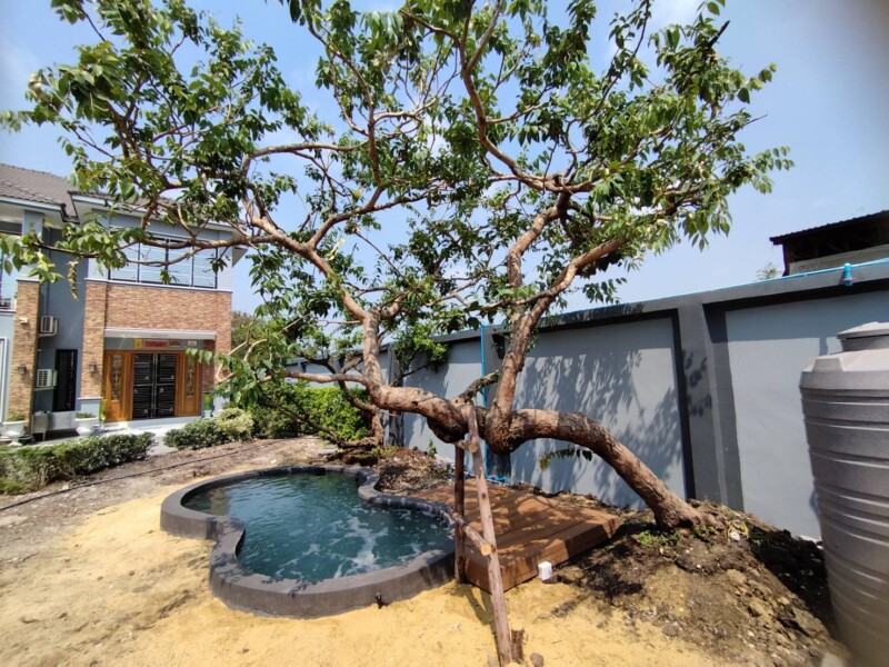 SiamKoiHouse.co.th สร้างสรรค์ บ่อปลาคาร์ฟและสวนสวยในฝัน ด้วยทีมงานมืออาชีพ (47)