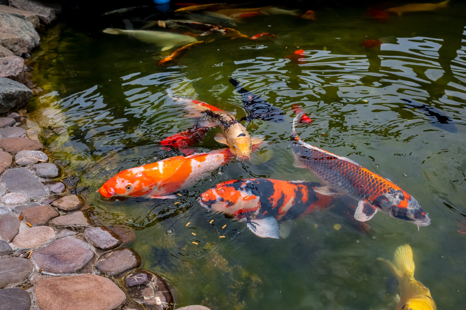 a flock of japanese koi carp eat food in the pond 2024 03 25 18 55 16 utc