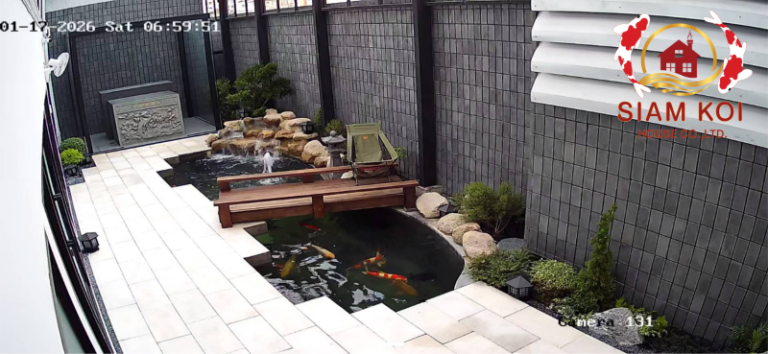 SiamKoiHouse.co.th รับสร้างบ่อปลาคาร์ฟ 13 1000026668