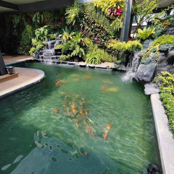 SiamKoiHouse.co.th สร้างสรรค์ บ่อปลาคาร์ฟและสวนสวยในฝัน ด้วยทีมงานมืออาชีพ (125)