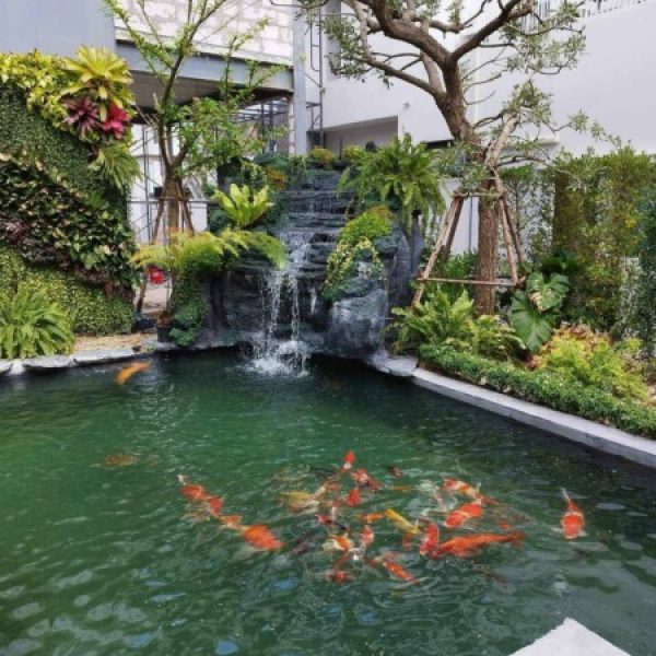 SiamKoiHouse.co.th สร้างสรรค์ บ่อปลาคาร์ฟและสวนสวยในฝัน ด้วยทีมงานมืออาชีพ (130)