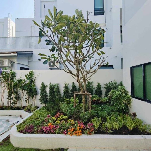 SiamKoiHouse.co.th สร้างสรรค์ บ่อปลาคาร์ฟและสวนสวยในฝัน ด้วยทีมงานมืออาชีพ (138)