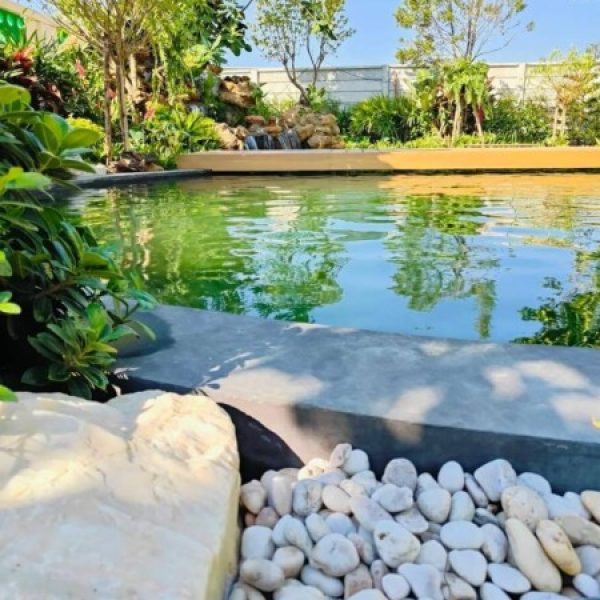 SiamKoiHouse.co.th สร้างสรรค์ บ่อปลาคาร์ฟและสวนสวยในฝัน ด้วยทีมงานมืออาชีพ (180)