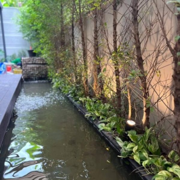 SiamKoiHouse.co.th สร้างสรรค์ บ่อปลาคาร์ฟและสวนสวยในฝัน ด้วยทีมงานมืออาชีพ (189)