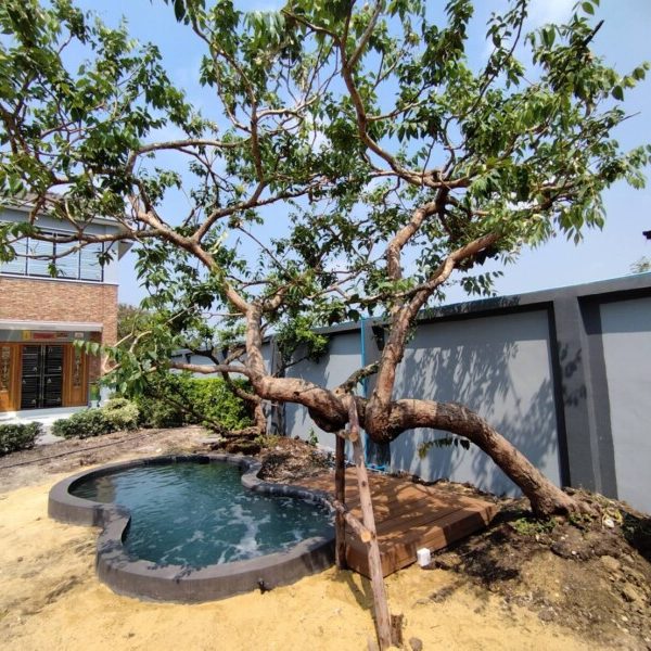 SiamKoiHouse.co.th สร้างสรรค์ บ่อปลาคาร์ฟและสวนสวยในฝัน ด้วยทีมงานมืออาชีพ (47)